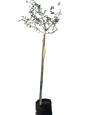 Acacia Xanthophloea (Vanchellia Xanthophloea/Koorsboom) 40L