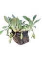 Stachys Byzantina (Lamb's ear) - 2L
