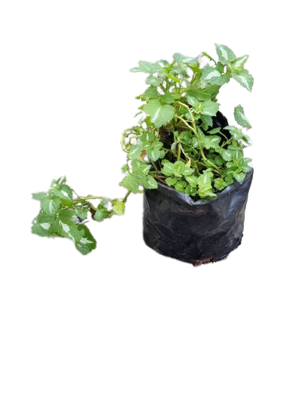 Lamium - Various Colours