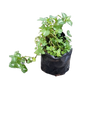 Lamium - Various Colours