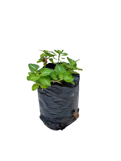 Lamium - Various Colours
