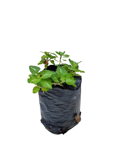 Lamium - Various Colours
