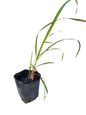 Cymbopogon Citratus Lemon Grass - 2.5L