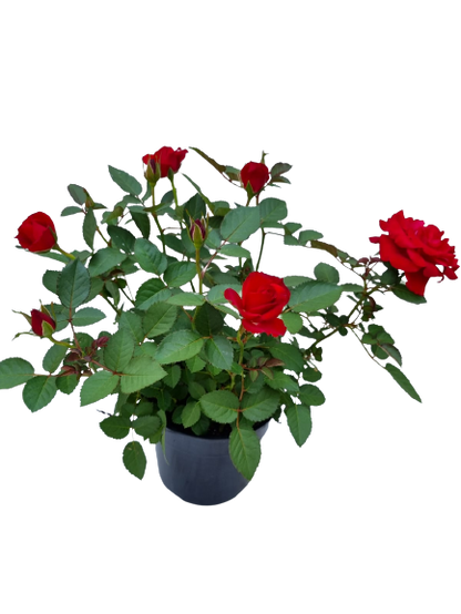 Leanora Rose Assorted - 14cm