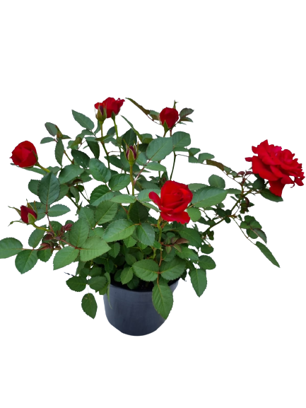 Leanora Rose Assorted - 14cm