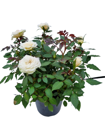 Leanora Rose Assorted - 14cm