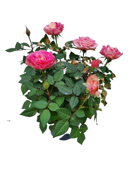 Leanora Rose Assorted - 14cm