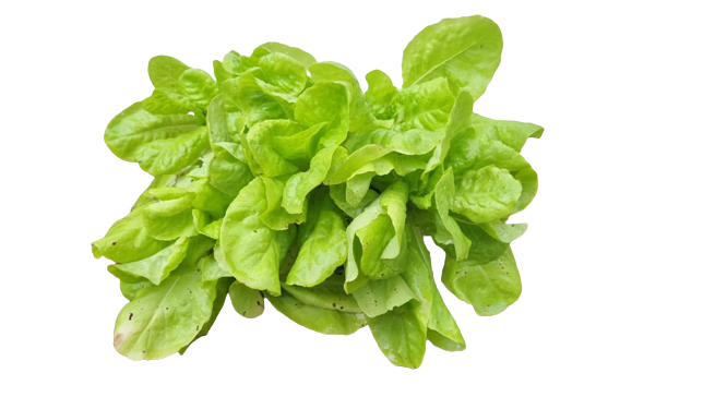 Lettuce Butterhead 6 Pack seedling tray