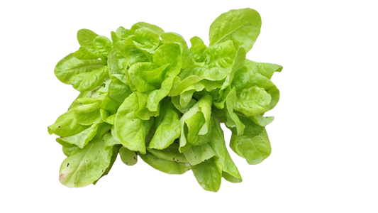 Lettuce Butterhead 6 Pack seedling tray