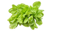 Lettuce Butterhead 6 Pack seedling tray