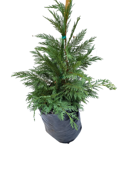 Cupressocyparis Leylandii 20L