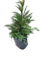Cupressocyparis Leylandii 20L