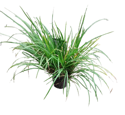 Herb - Licorice Grass 15cm