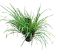 Herb - Licorice Grass 15cm