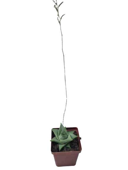 Haworthiopsis Limifolia 10cm