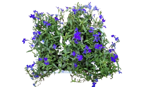 Lobelia 6 Pack Seedling Tray