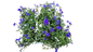 Lobelia 6 Pack Seedling Tray