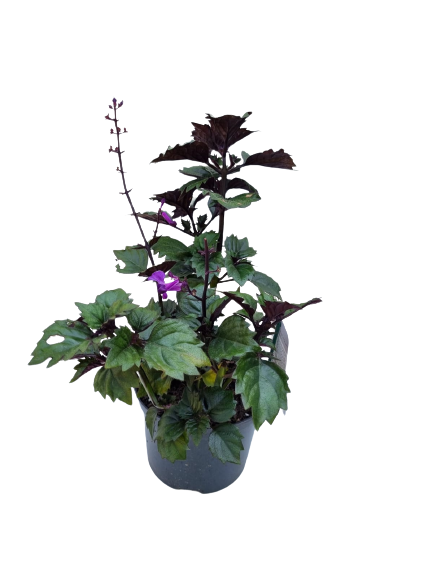 Plectranthus Magic Mona Various Colour and Size
