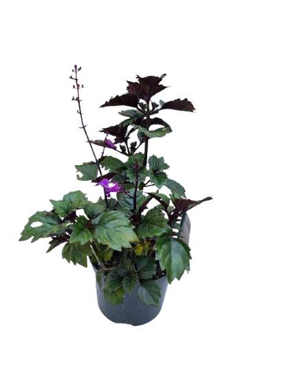 Plectranthus Magic Mona Various Colour and Size