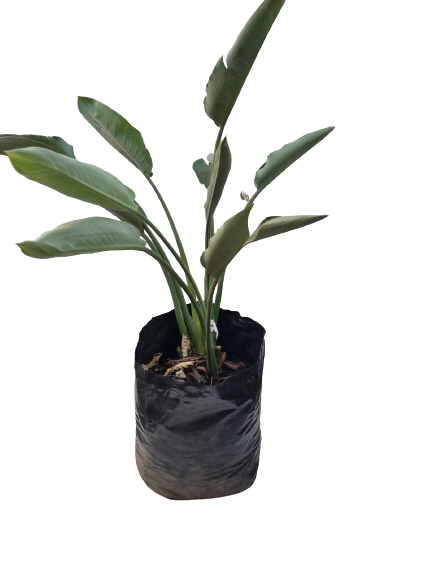 Strelitzia Mandela's Gold 20L