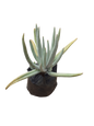 Sedum Pachyphyllum (Many fingers) Large Succulent 2L