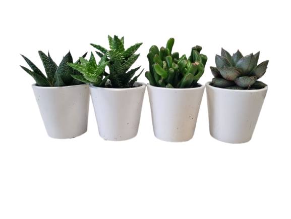 Succulent in Milan Ceramic 6cm - Assorted