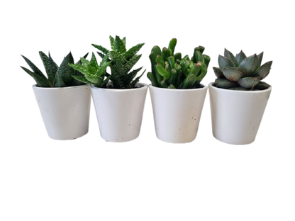 Succulent in Milan Ceramic 6cm - Assorted