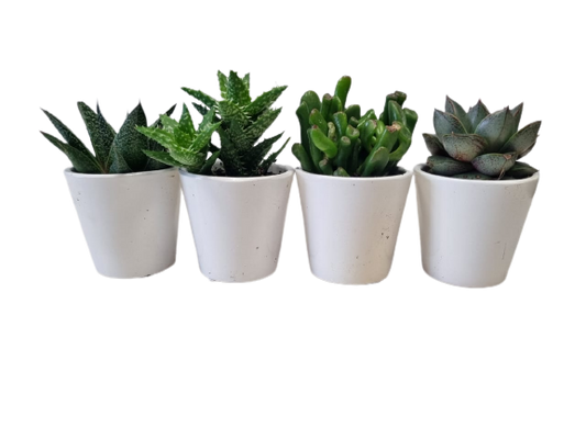 Succulent in Milan Ceramic 6cm - Assorted