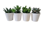 Succulent in Milan Ceramic 6cm - Assorted
