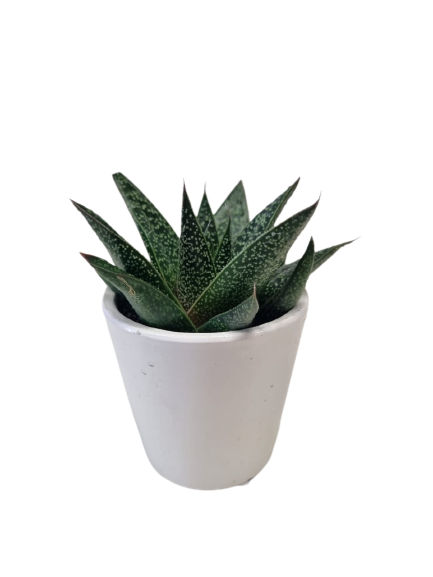 Succulent in Milan Ceramic 6cm - Assorted