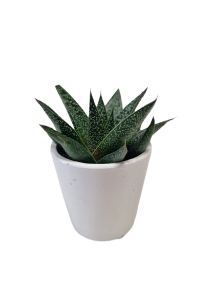 Succulent in Milan Ceramic 6cm - Assorted