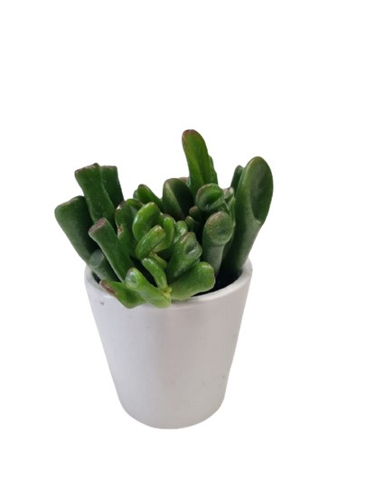 Succulent in Milan Ceramic 6cm - Assorted