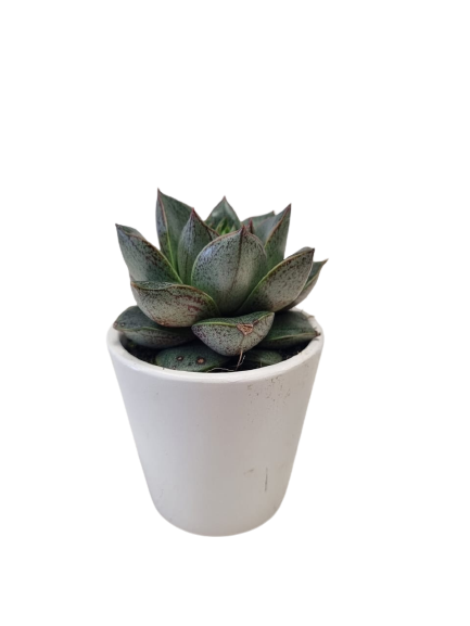 Succulent in Milan Ceramic 6cm - Assorted