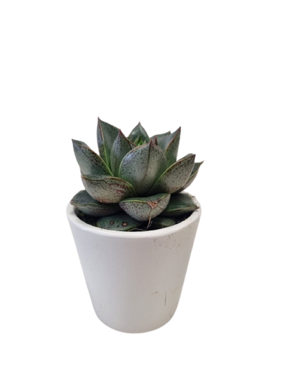 Succulent in Milan Ceramic 6cm - Assorted