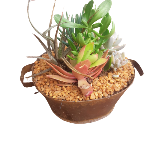Tin Sinkbath Decorative Succulent