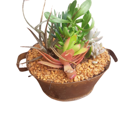 Tin Sinkbath Decorative Succulent