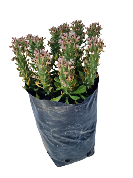 Monadenium Lugardiae 5L