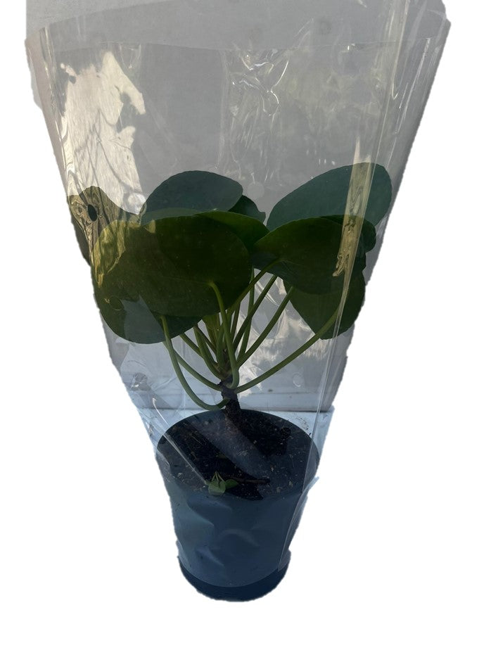 Pilea Peperomoides 12cm