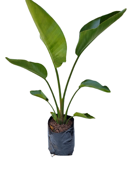 Strelitzia Nicolia Various Sizes