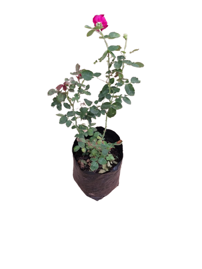 Oklahoma Rose - 5L