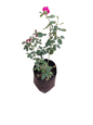 Oklahoma Rose - 5L