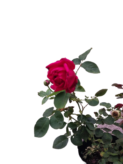 Oklahoma Rose - 5L