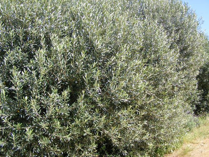 Olea Africana (wild Olive ) 20 lt