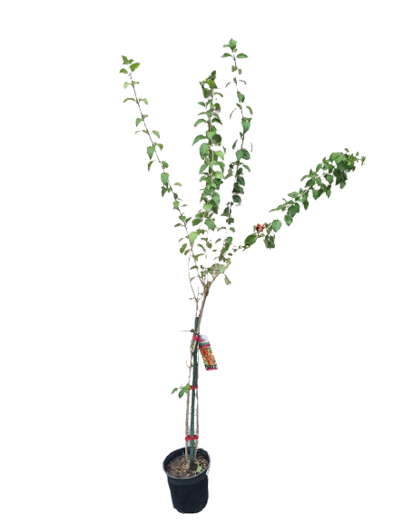 Ruttya Fruticosa "Orange" 19cm