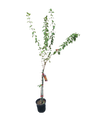 Ruttya Fruticosa "Orange" 19cm