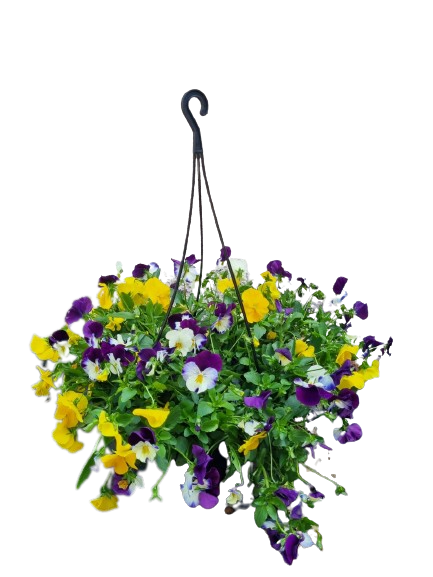 Pansy 'Cool Wave' 20cm HB