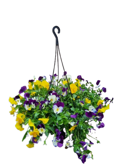 Pansy 'Cool Wave' 20cm HB