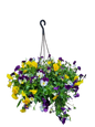Pansy 'Cool Wave' 20cm HB