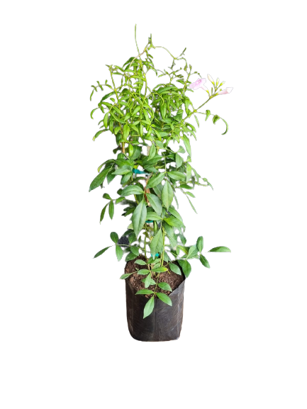 Pandorea Jasminoides 'Alba' 10L