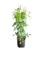 Pandorea Jasminoides 'Alba' 10L